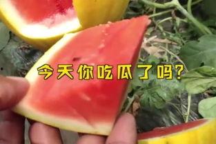 17吃瓜fun,揭秘娱乐圈那些不为人知的幕后故事
